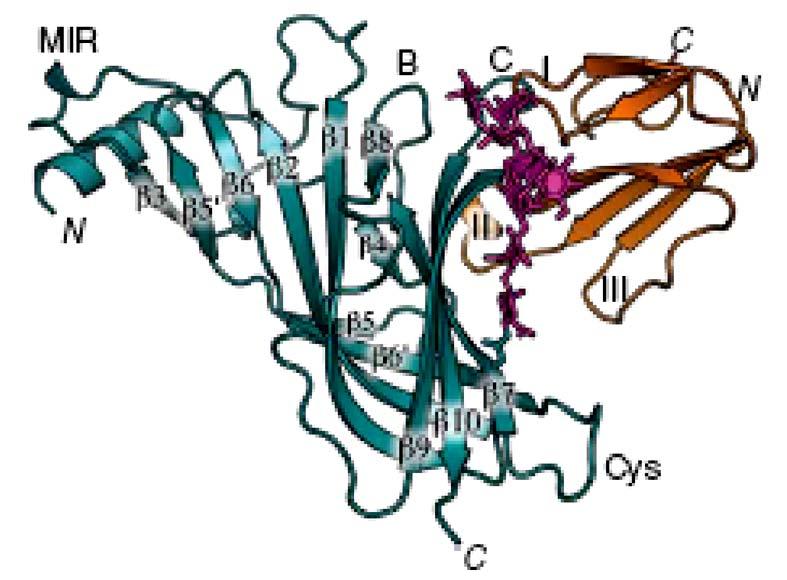 Εισαγωγή Εικόνα 13. Δομή του συμπλόκου της ΕΚΠ της α1 υπομονάδας του μυϊκού nachr με την α-bgtx.