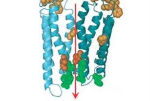 Επίσης, απουσιάζει η χαρακτηριστική Cys θηλιά της υπερ-οικογένειας των ευκαρυωτικών LGICs, λόγω της έλλειψης στην περίπτωση της Glvi-πρωτεΐνης των δύο συντηρημένων κυστεϊνών που τη σχηματίζουν.