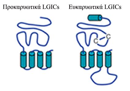 οδηγήσει στην πιο περίπλοκη δόμηση των ευκαρυωτικών LGICs, όπως την γνωρίζουμε μέχρι σήμερα. Α. Β. ΕΚΠ Μ1-Μ4 Εικόνα 15. Μοντέλο της δομής της Glvi πρωτεϊνης.