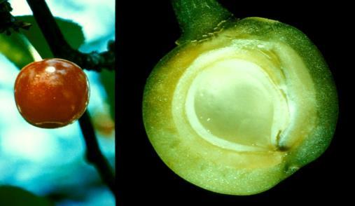 Ράγα Εσπερίδιον Μήλο Κάρυο Σύκο Είδη καρπών Είδη καρπών 80 Δρύπη (πυρηνόκαρπα, ελιά και φιστικιά)