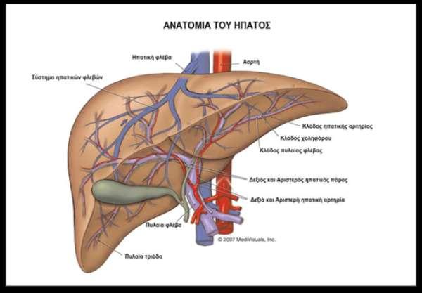 Εικόνα 1 Η ανατομία του ήπατος 1.