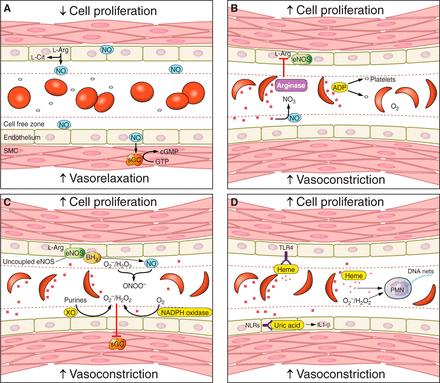 Pathophysiology of pulmonary hypertension