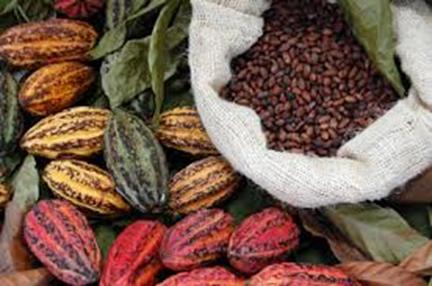 Το φρούτο του κακαόδεντρου είναι επιστημονικά γνωστό ως Theobroma Cacao και σημαίνει τροφή των θεών.