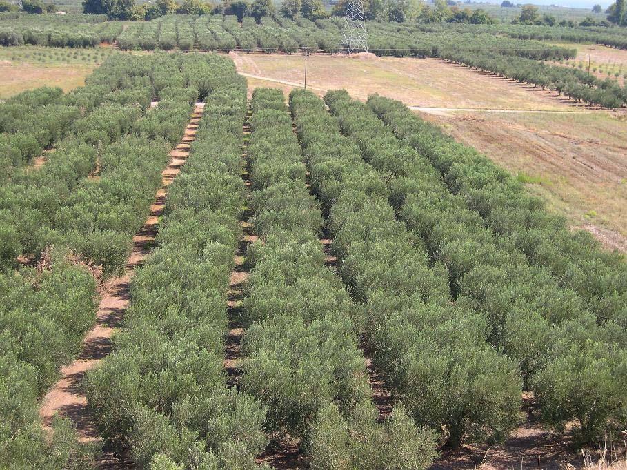 Γραμμικοί ελαιώνες