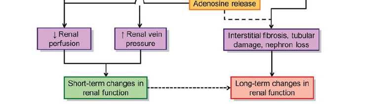 of renal