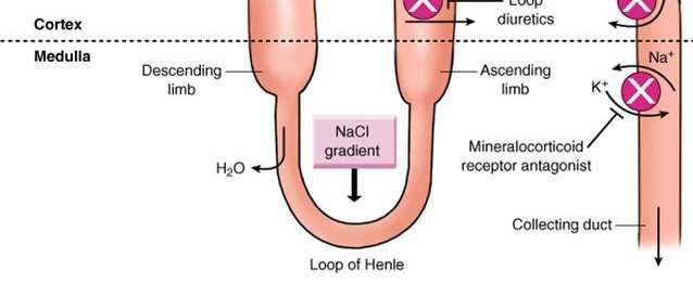 spironolactone) Structural Adaptations DCT diuretics (thiazides, spironolactone,)