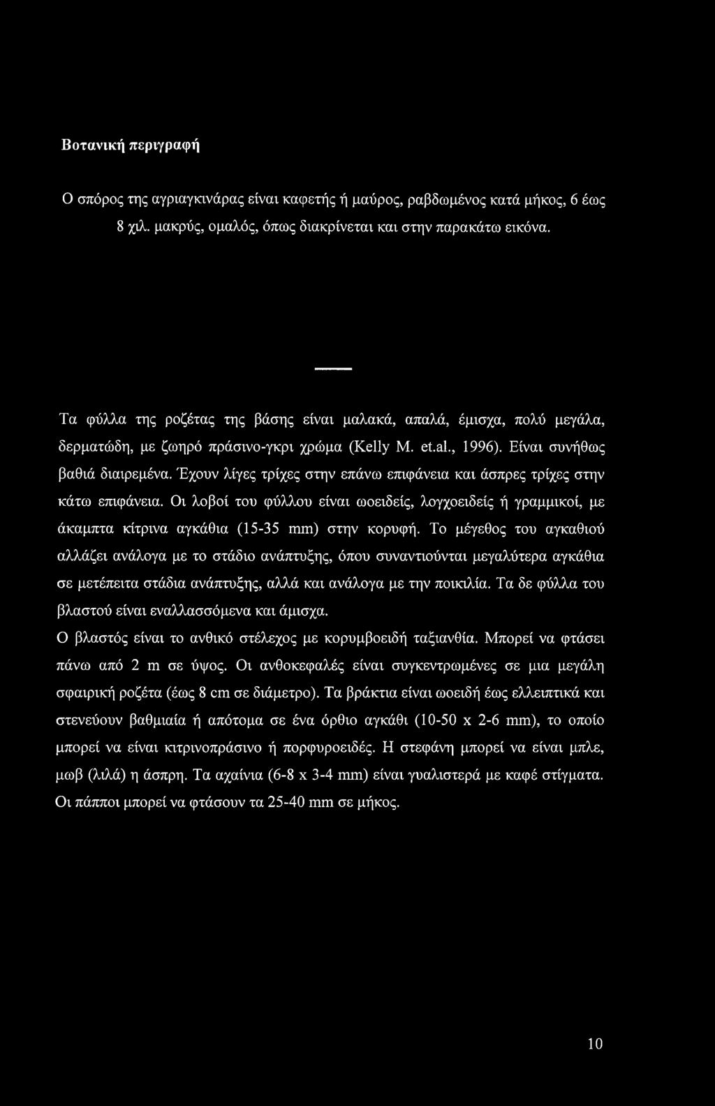 Έχουν λίγες τρίχες στην επάνω επιφάνεια και άσπρες τρίχες στην κάτω επιφάνεια. Οι λοβοί του φύλλου είναι ωοειδείς, λογχοειδείς ή γραμμικοί, με άκαμπτα κίτρινα αγκάθια (15-35 mm) στην κορυφή.