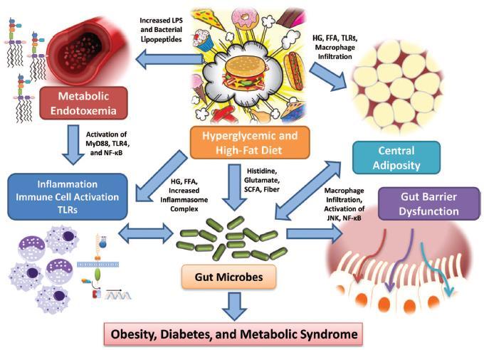 121 Από την ανθυγιεινή διατροφή στα μεταβολικά νοσήματα δια μέσου της μεταβολικής ενδοτοξιναιμίας, της κοιλιακής παχυσαρκίας και των αλλαγών στο μικροβίωμα Εικόνα 2 S.