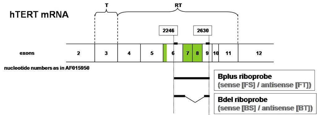 για το CD30.