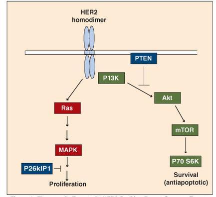Εικόνα 6: Το σηματοδοτικό μονοπάτι του HER2. Η ενεργοποίηση του οδηγεί σε κυτταρικό πολλαπλασιασμό και επιβίωση. (Morris, S.R. and L.A.