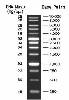 DNA τα οποία διαφέρουν κατά 2kb, πρέπει να εφαρμόσουμε στο πήκτωμα όχι μεγαλύτερη τάση από 5V/cm. ε) Από τη σύνθεση του ρυθμιστικού διαλύματος ηλεκτροφόρησης.