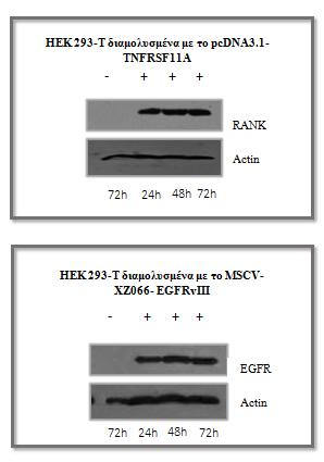 Εικόνα 16: Επιβεβαίωση παροδικής διαμόλυνσης των ΗΕΚ 293-Τ με τα πλασμίδια pcdna3.1-tnfrsf11a και MSCV-XZ066-EGFRvIII σε διαφορετικά χρονικά διαστήματα.