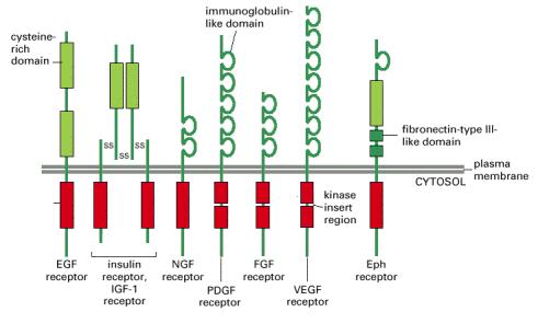 Οικογένειες υποδοχέων κινάσης Τυροσίνης Tyrosine kinase domain Mol Biol of the Cell, Alberts et al, 4 th Ed Epidermal growth factor (EGF) Insulin-like growth