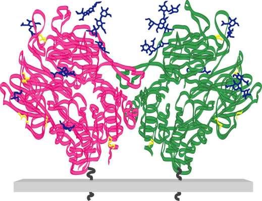 Διπεπτιδυλική Πεπτιδάση-4 (DPP-4) C Κυτταρική μεμβράνη Κυτοσόλιο DPP-4 has important functions as both an enzyme Η DPP-4 είναι μία σερινική πρωτεάση της ενζυμικής οικογένειας των