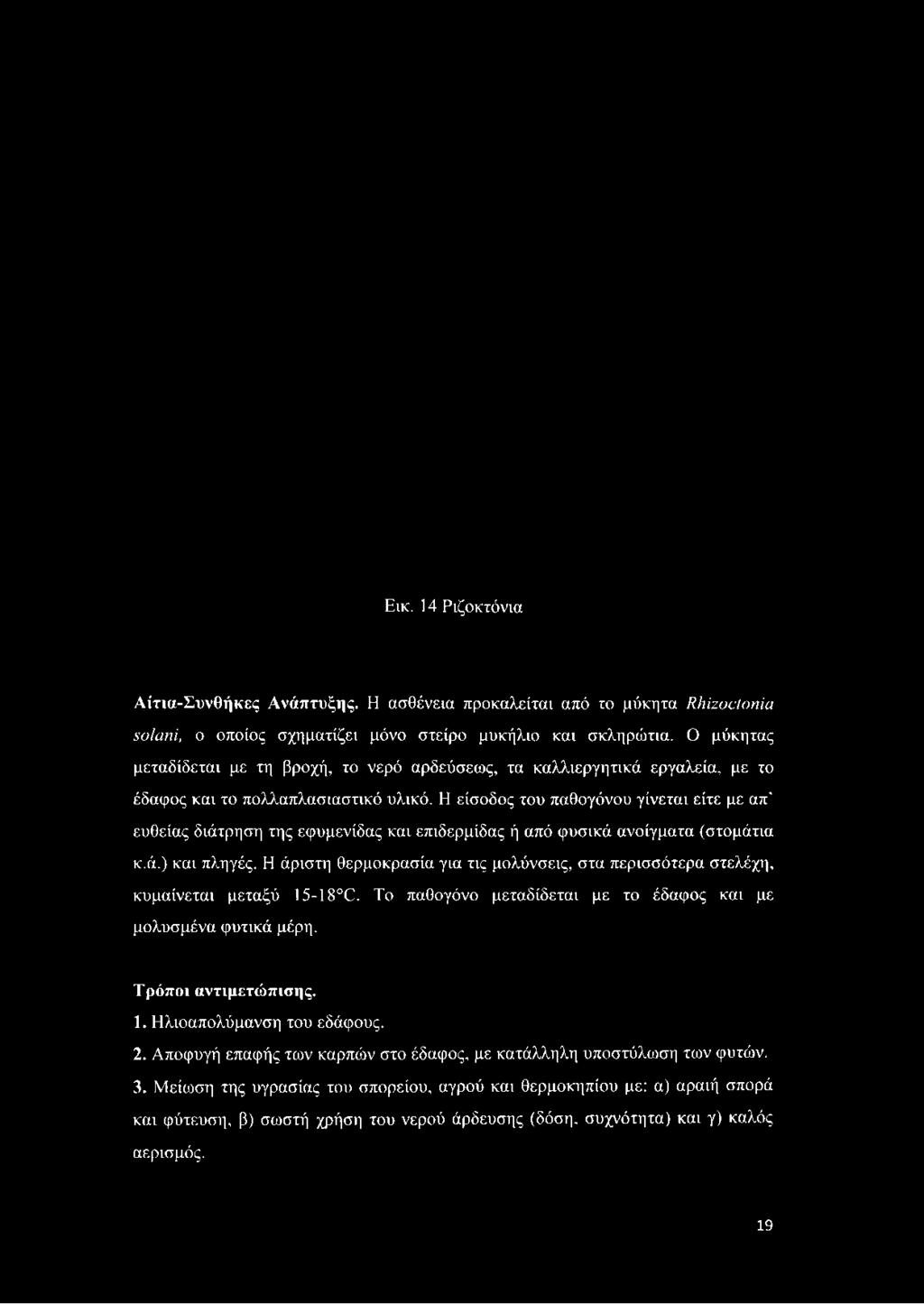 Εικ. 14 Ριζοκτόνια Αίτια-Συνθήκες Ανάπτυξης. Η ασθένεια προκαλείται από το μύκητα Rhizoctonia solani, ο οποίος σχηματίζει μόνο στείρο μυκήλιο και σκληρώτια.