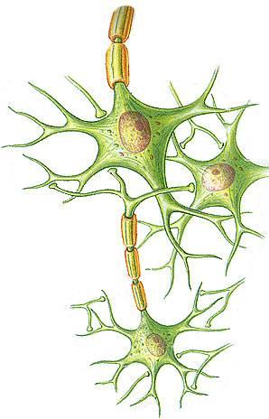 Υπάρχουν πολλά είδη κυττάρων σε έναν οργανισμό, που το καθένα έχει διαφορετική δομή και λειτουργία (π.χ. μυϊκά κύτταρα, νευρικά κύτταρα, ερυθροκύτταρα).