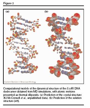(εικόνα 1) (εικόνα 2) Υπολογιστική προσομοίωση της δομής του DNA (εικόνα 2) σε σύγκριση με τη