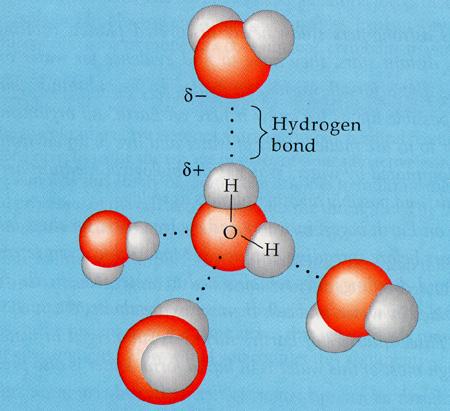 Δεσμοί υδρογόνου Εξ αιτίας της ηλεκτρονικής του δομής, το μόριο του νερού μπορεί να σχηματίσει δεσμούς ή γέφυρες υδρογόνου.