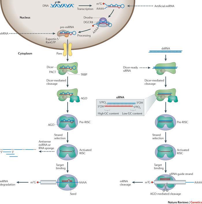 RNA interference (RNAi) Βιολογικό φαινόμενο : μετα-μεταγραφική αποσιώπηση γονιδιακής έκφρασης sirna, mirna, Drosha, Dicer, RISC sirna: 21-25bp δίκλωνα RNA με 3 - προεξοχές που προκύπτουν από την