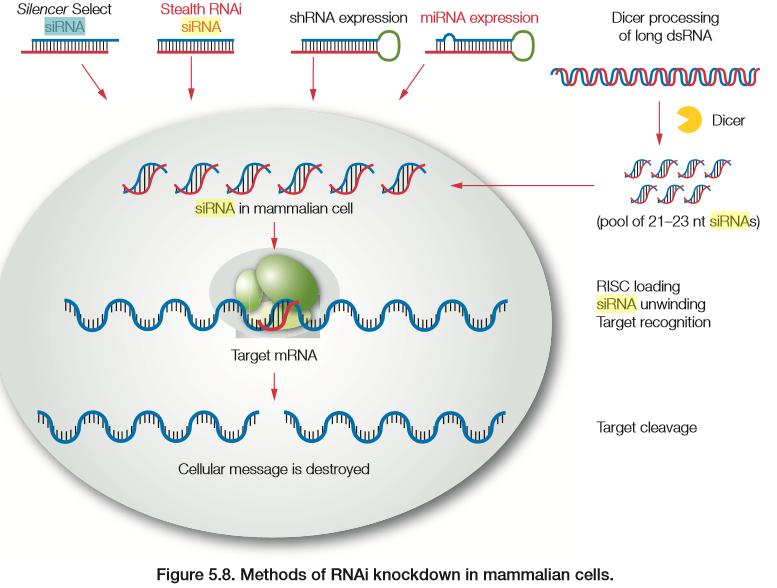 RNA interference (RNAi) Επιμόλυνση/ Διαμόλυνση ευκαρυωτικών κυττάρων με: Συνθετικά sirna sirna που προκύπτουν από πρόδρομα μόρια shrnas (δομή φουρκέτας) μετά από επεξεργασία από το ένζυμο DICER