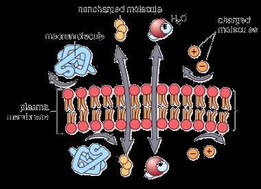Διαπερατότητα κυτταρικής μεμβράνης Μέθοδοι επιμόλυνσης ευκαρυωτικών κυττάρων Φωσφολιπιδική διπλοστοιβάδα της κυτταρικής μεμβράνης Ημιπερατή Για την