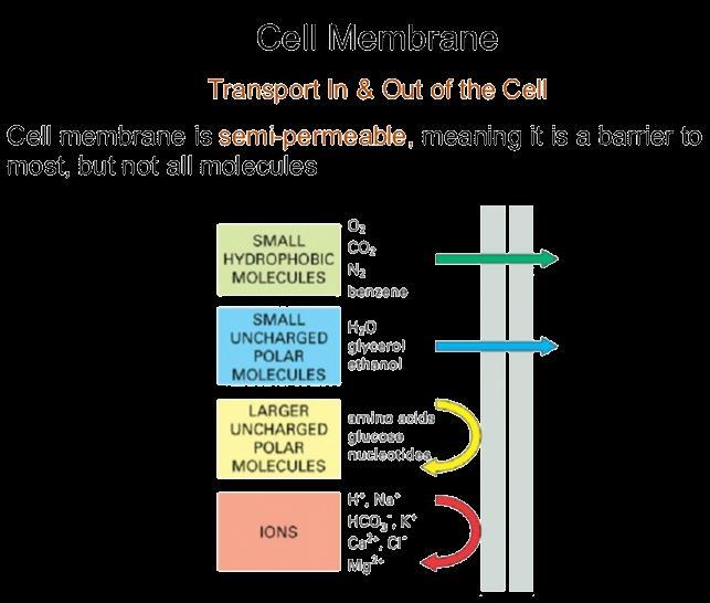 lipid mediated delivery) Μέθοδος κατακρήμνισης φωσφορικού ασβεστίου (Calcium phosphate coprecipitation) Ιϊκή μεταγωγή (Viral delivery -