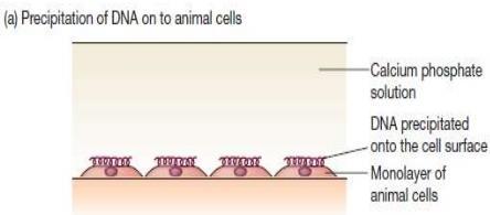 Μέθοδος κατακρήμνισης φωσφορικού ασβεστίου Ανάμειξη του DNA με διάλυμα χλωριούχου ασβεστίου CaCl2 σε ρυθμιστικό διάλυμα φωσφορικών Επώαση σε θερμοκρασία δωματίου Κατακρήμνιση του DNA στην επιφάνεια