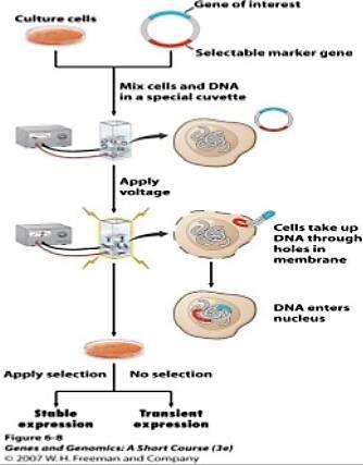 τοποθετούνται σε διάλυμα που περιέχει DNA και υπόκεινται σε ηλεκτρικό παλμό που προκαλεί παροδικούς πόρους