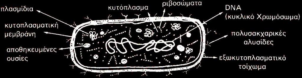 Δομή και Λειτουργία Βακτηρίων Ζών περιεχόμενο κυττάρου: Πρωτόπλασμα (Τονοπλάστης) εγκλεισμένο από μεμβράνη.