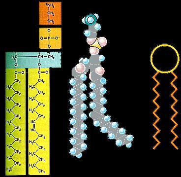 Δομή Κυτοπλασματικής Μεμβράνης 1/2 Φωσφολιπίδιο