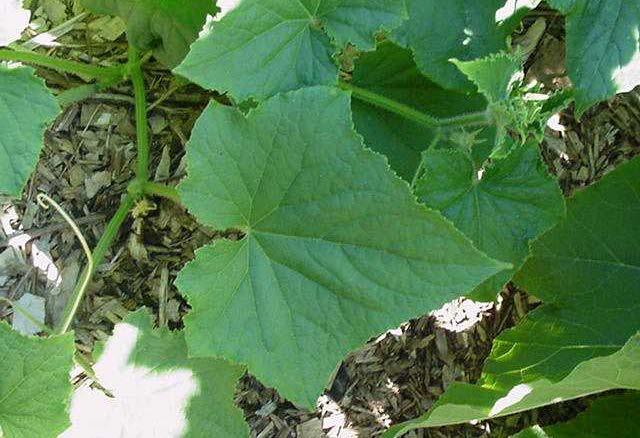 Βοτανική ταξινόμηση & περιγραφή Cucumis sativus L.