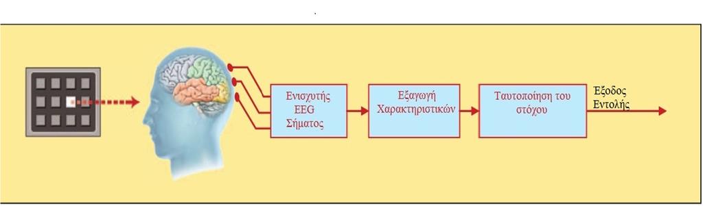 σε οπτικά προκλητά δυναμικά.