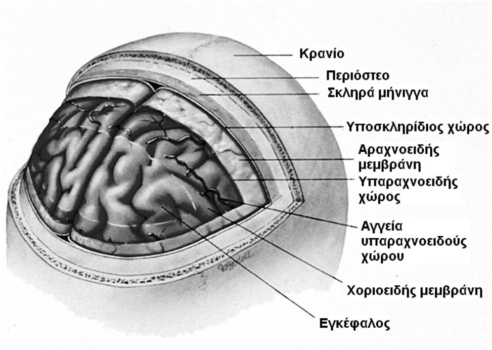 Τραυματικά Αίτια Κρανιοεγκεφαλική κάκωση Εγκεφαλική διάσειση Εγκεφαλική θλάση