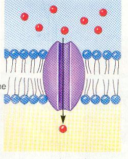 και έτσι διαχέονται από C προς c μέσα από «κανάλια» που φτιάχνουν ειδικές πρωτεΐνες