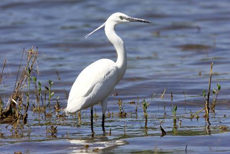 Η Χιονάτη Egretta garzetta ανήκει στην οικογένεια των Ερωδιών (Ardeidae) και είναι ένας λεπτός, κομψός και κάτασπρος ερωδιός με μακριά πόδια, λαιμό και ράμφος. Έχει μήκος 55-65 εκ.