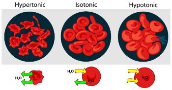 Τονικότητα σχετίζεται με επίδραση στο κύτταρο Ποια διαλύματα χαρακτηρίζονται ισοτονικά, υποτονικά, υπερτονικά; Παράδειγμα: επίδραση ισοωσμωτικών διαλυμάτων σουκρόζης και ουρίας σε ερυθροκύτταρα