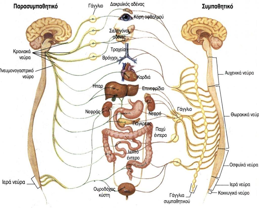. ΔΡΑΣΤΗΡΙΟΤΗΤΑ 4: Αυτόνομο Νευρικό Σύστημα Το Αυτόνομο Νευρικό Σύστημα (Α.Ν.Σ.) περιλαμβάνει κέντρα που εντοπίζονται στο Κ.Ν.Σ. και στα κινητικά νεύρα.