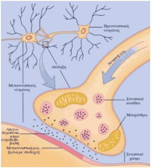 Γνωρίζετε ότι Η νευρική ώση είναι στην ουσία ηλεκτρικό μήνυμα που παράγεται στην πλασματική μεμβράνη του νευρώνα λόγω κάποιου ερεθίσματος.