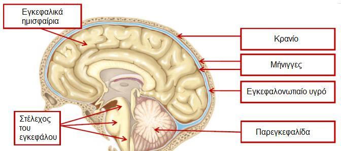 ΔΡΑΣΤΗΡΙΟΤΗΤΑ 2: Κεντρικό Νευρικό Σύστημα Το κεντρικό νευρικό σύστημα αποτελείται από τον εγκέφαλο και τον νωτιαίο μυελό. Όπως ήδη έχετε μάθει, το Κ.Ν.Σ. είναι δέκτης μηνυμάτων τόσο από το εσωτερικό όσο και από το εξωτερικό περιβάλλον.