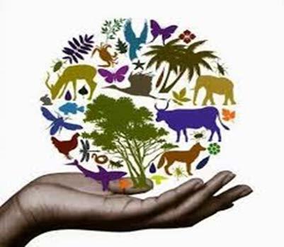 Διάρθρωση: Ιστορική αναδρομή στις εξελίξεις γύρω από το περιβάλλον Εισαγωγή του όρου βιώσιμη ανάπτυξη και Σύνδεσή του με την έννοια «κοινωνική δικαιοσύνη» Εκδοχές «κοινωνικής δικαιοσύνης»