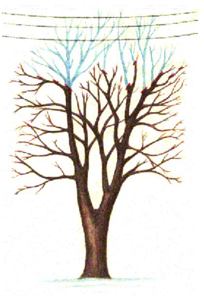 17 Κλάδεμα μείωσης κόμης Αποκόπτονται οι κορυφές βλαστών ή κλάδων από το εξωτερικό τμήμα της κόμης, για τη μείωση του συνολικού όγκου (ύψους και περιφέρειας) του δέντρου, με διατήρηση όμως των