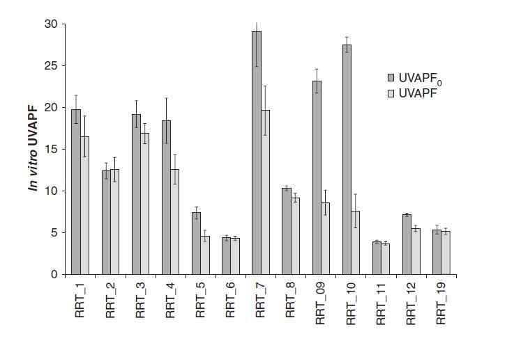 Εικόνα 13. Διάγραμμα των in vitro και in vivo τιμών UVAPF Εικόνα 14.