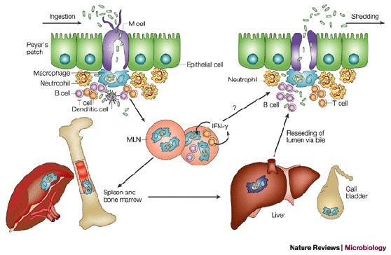 Pathogenesis