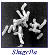 Shigella Gram-αρνητικό βακτηρίδιο Προαιρετικά αναερόβιο Ευαίσθητο σε ξηρό περιβάλλον