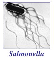Gram-αρνητικό βακτηρίδιο Προαιρετικά αναερόβιο LPS Salmonella Επιβιώνει στο όξινο