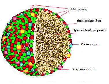 Σύµφωνα µε πρόσφατες µελέτες, τα ελαιοσώµατα που εκχυλίζονται από φύτρο αραβοσίτου έχουν ακόµα πιο µικρό µέγεθος, γύρω στα 0,1 µm.