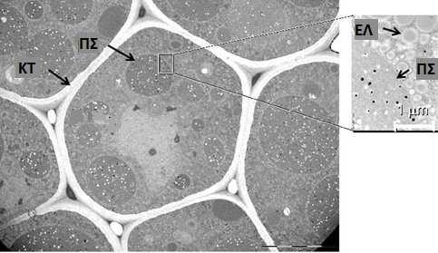 Σχήµα 1.4. Φωτογραφία µε ειδικό µικροσκόπιο διερχόµενης δέσµης (TEM) των κυττάρων των καρπών σόγιας. ΚΤ: κυτταρικό τοίχωµα, ΠΣ: πρωτεϊνικά σωµατίδια, ΕΛ: ελαιοσώµατα (Campbell et al., 2011). 1.2.1. Οι πρωτεΐνες των ελαιοσωµάτων Η επιφανειακή µεµβράνη των ελαιοσωµάτων, αποτελείται κυρίως από ελαιοσίνες (Huang, 1994).
