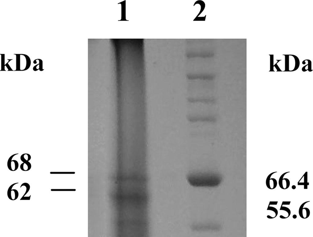 Σχήµα 3.2. Ηλεκροφόρηµα SDS-PAGE των πρωτεϊνών της κρέµας ελαιοσωµάτων ΙΣ (διαδροµή 1) και ενός πρότυπου δείγµατος πρωτεϊνών (διαδροµή 2) που χρησιµοποιήθηκε ως µάρτυρας. Στο Σχήµα 3.