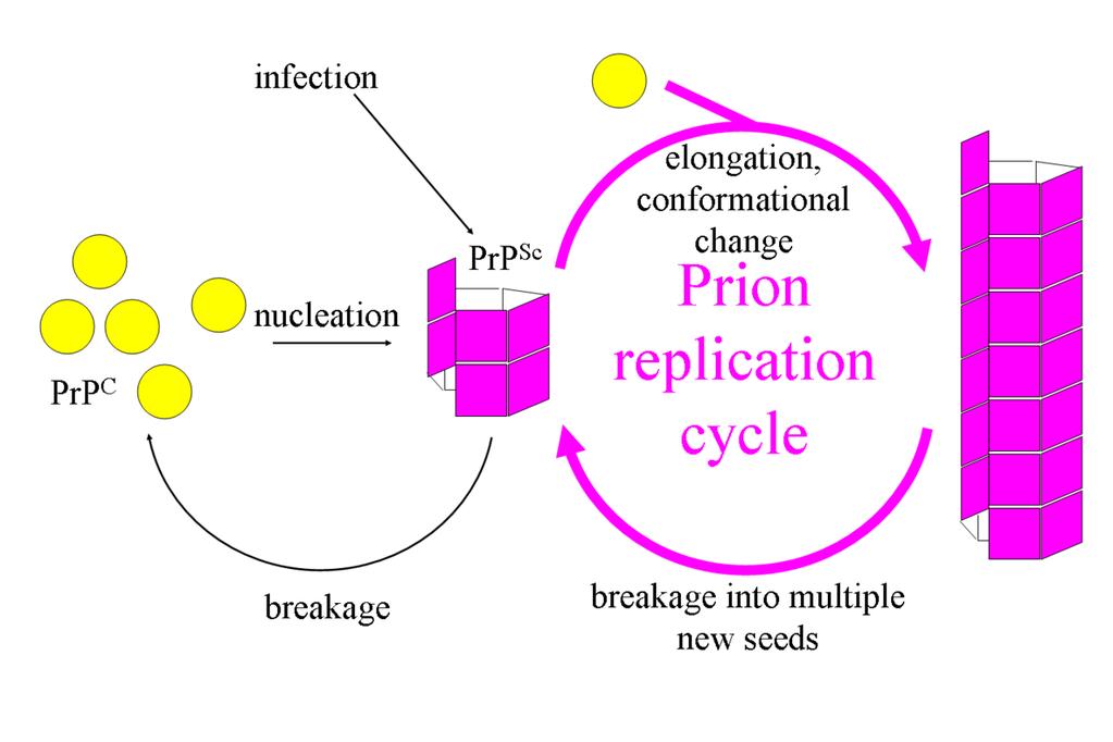 Fibril model of