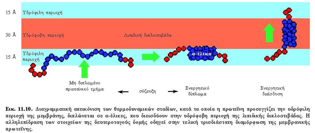 Τέσσερα θερμοδυναμικά βήματα για προσέγγιση και διείσδυση στη μεμβράνη: α. προσέγγιση του μη διπλωμένου πεπτιδίου στην επιφάνεια της δοπλοστιβάδας β.